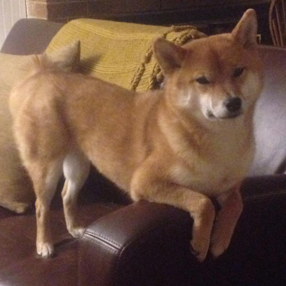 《Dota 2全球邀请赛，传奇团队再现江湖》，dota 2 international 2021