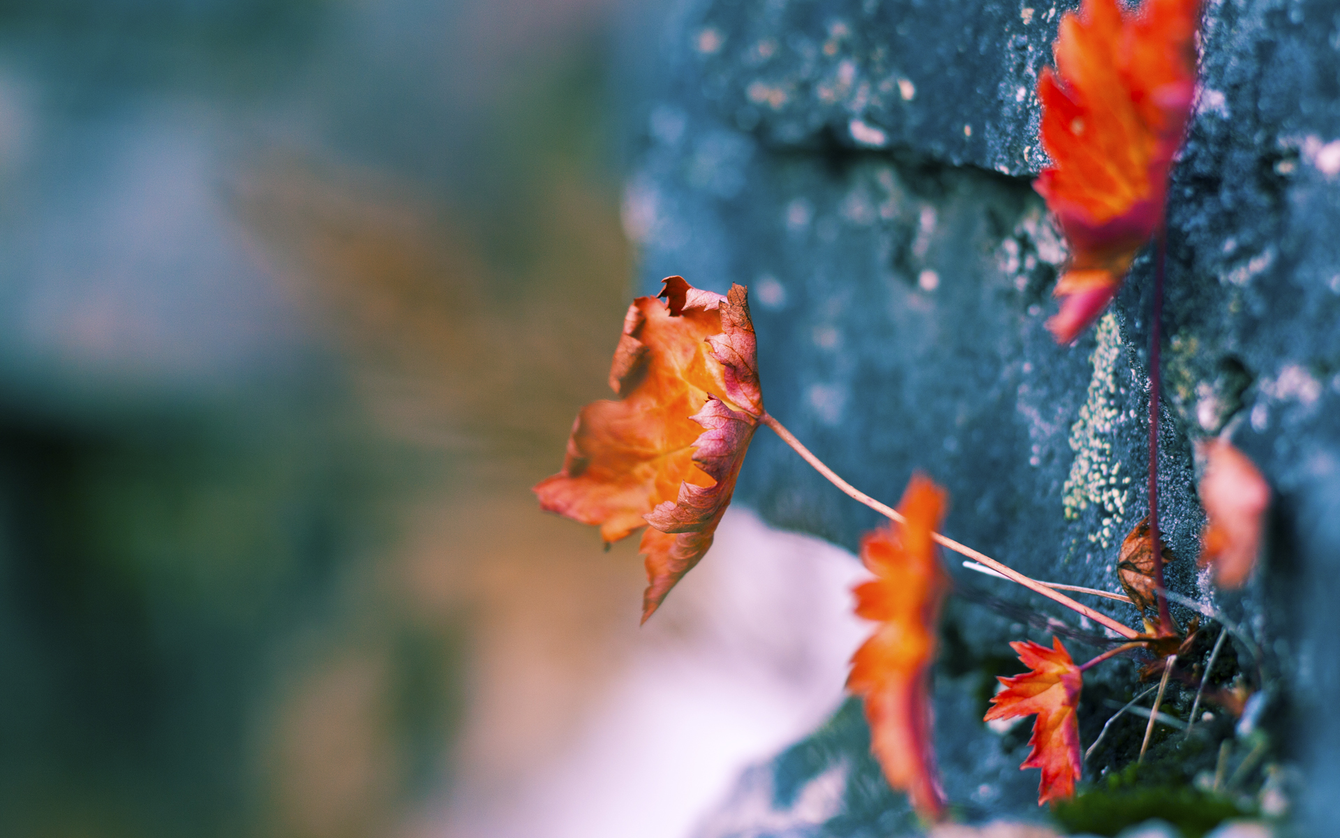 “青训教练员经过国际培训，教学方法更加多样先进”，青训教练是什么意思
