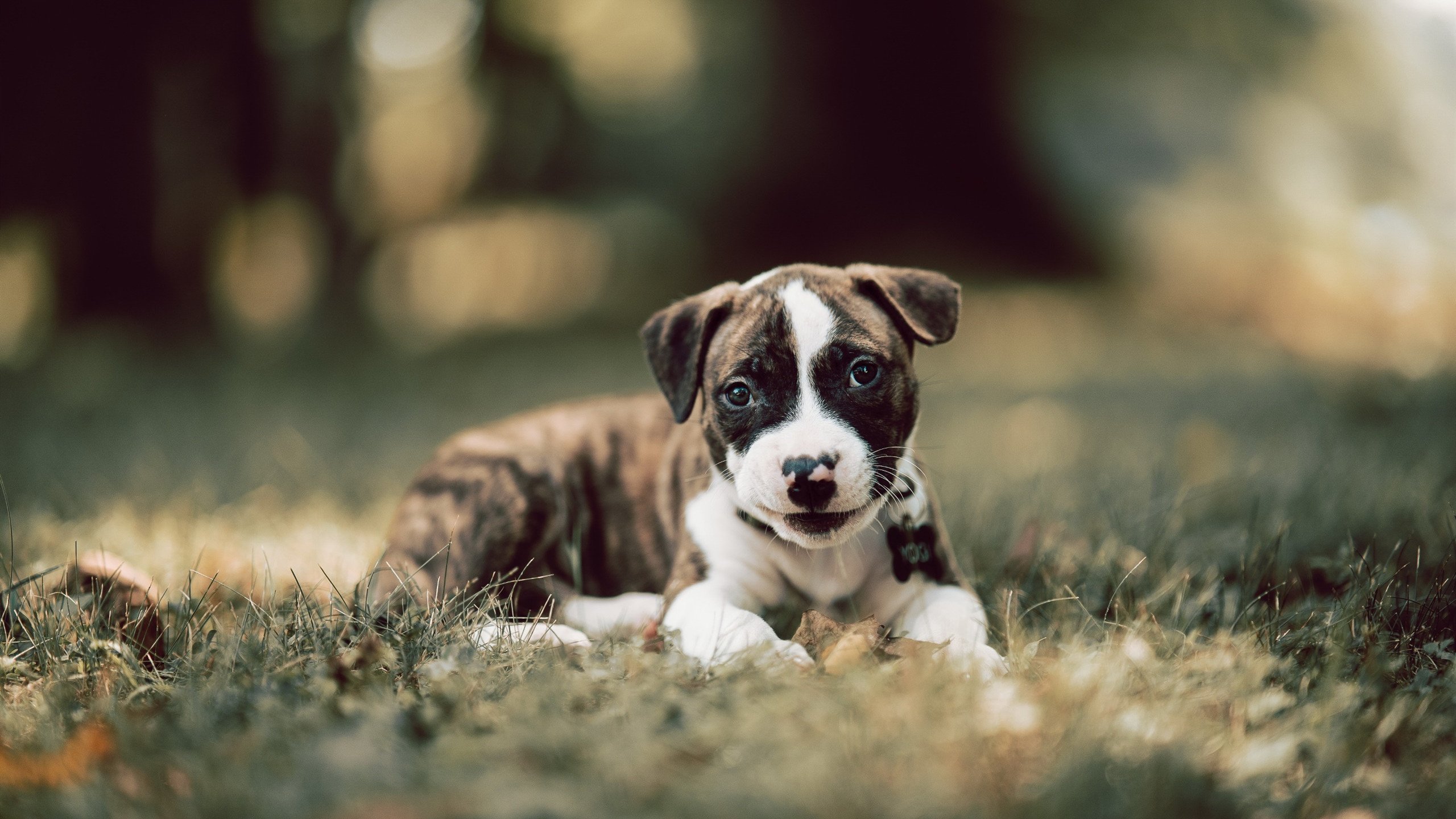 “青训教练员经过国际培训，教学方法更加多样先进”，青训教练是什么意思